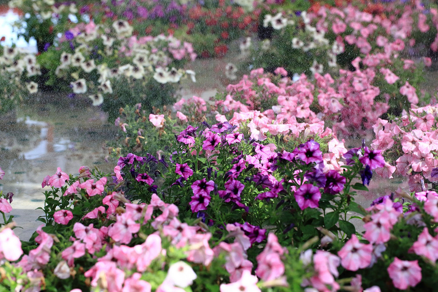 Floricoltura Zanchi, Verdello, Bergamo, produzione e vendita di pianti verdi e fiorite